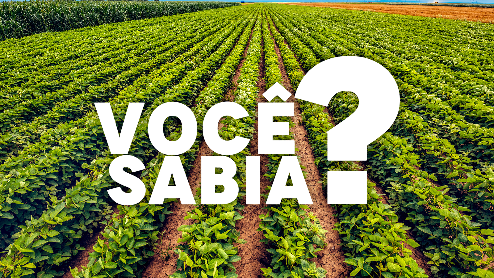 Você Sabia?
